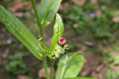 Cynoglossum germanicum