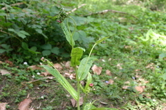 Cynoglossum germanicum