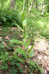 Cynoglossum germanicum