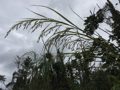 Themeda villosa