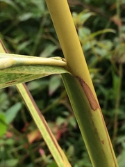 Themeda villosa