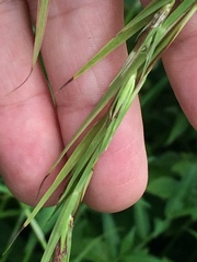 Themeda villosa
