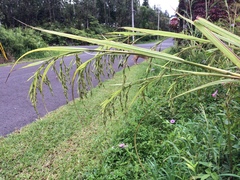 Themeda villosa