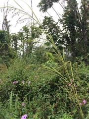Themeda villosa