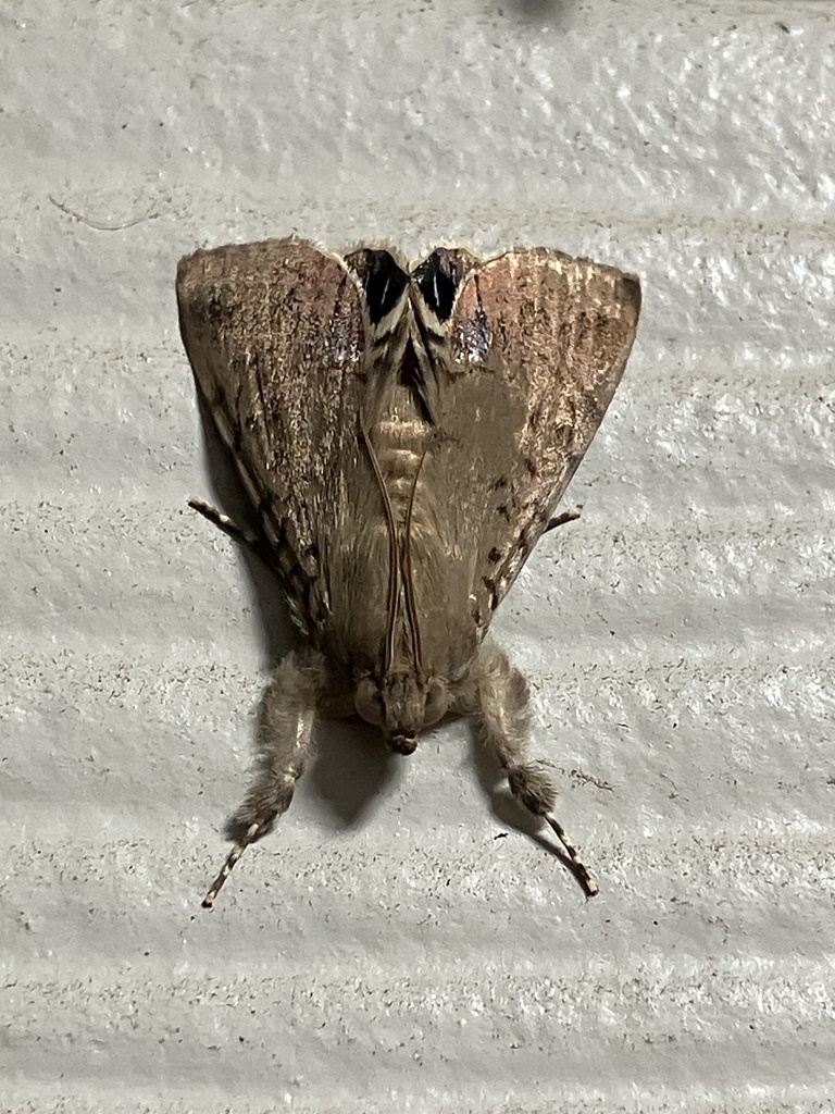 Litoprosopus linea