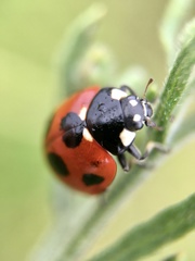 Coccinella septempunctata