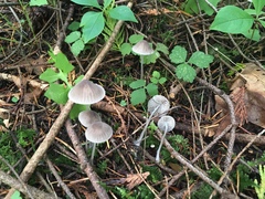 Mycena fragillima