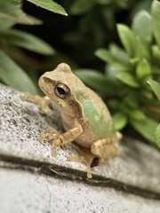 Hyla japonica