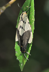 Amsactoides guangxica