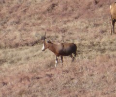 Damaliscus pygargus phillipsi