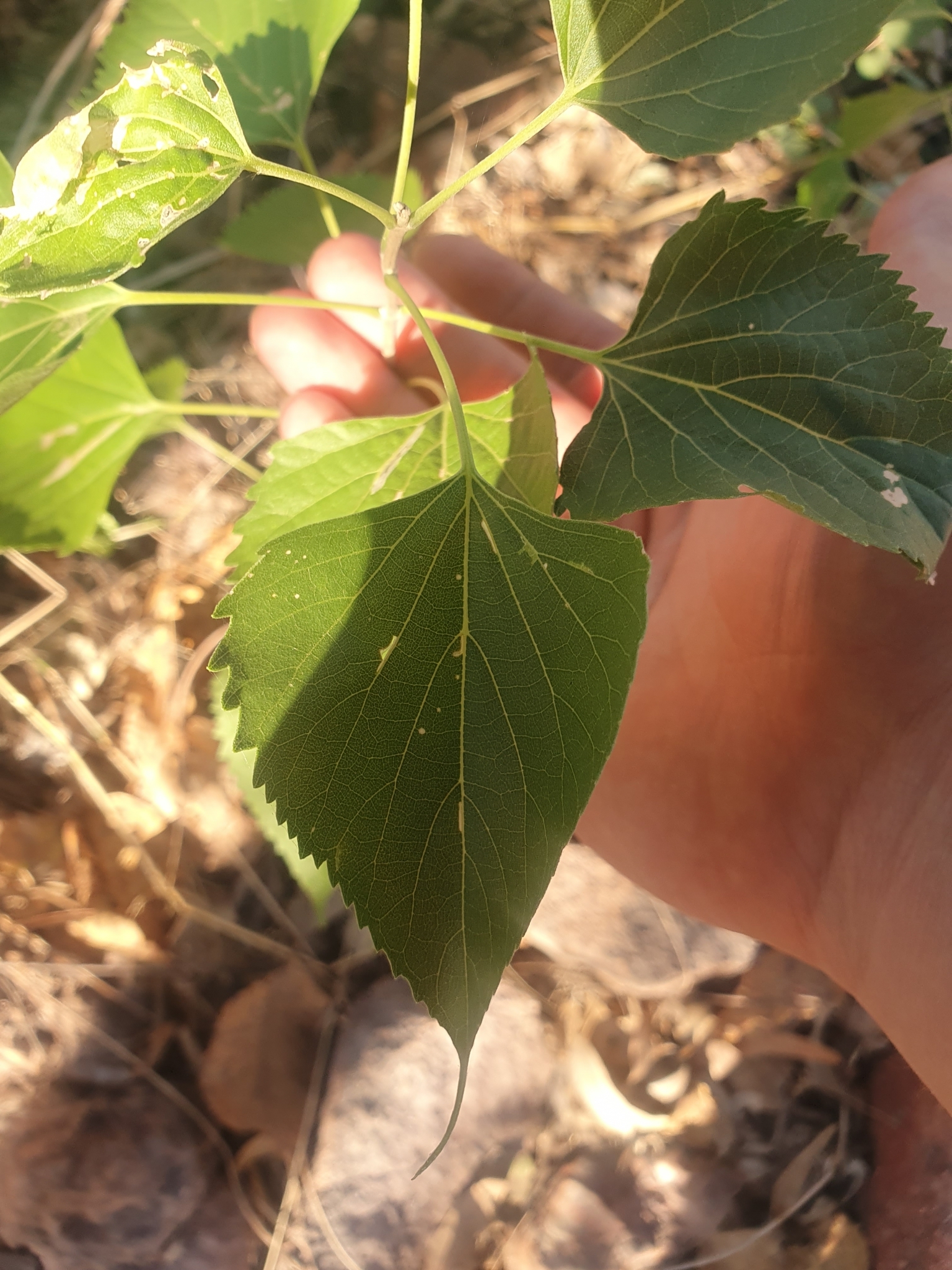 Firestick Tree (Premna acuminata)