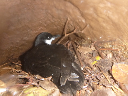 Puffinus newelli observed 2025-04-23