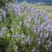 Silvery Lupine - Photo (c) Matt Lavin, some rights reserved (CC BY-SA)