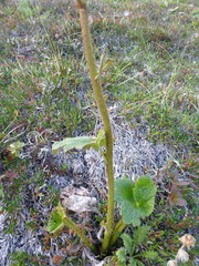 Boykinia richardsonii