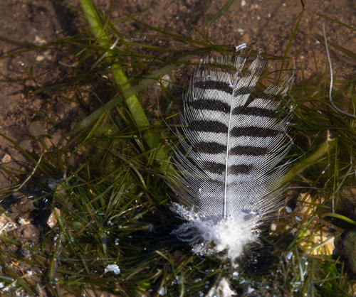 Plume de Dendrocygne veuf