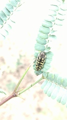 Acmaeodera solitaria