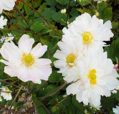 Cosmos bipinnatus