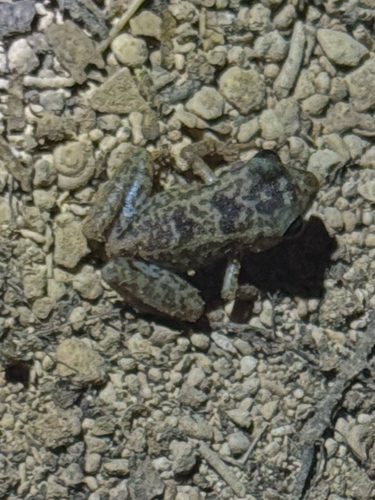 Yuma Robber Frog, Eleutherodactylus probolaeus
