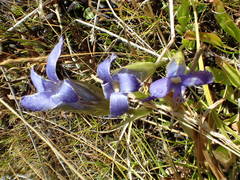 Gentianopsis simplex