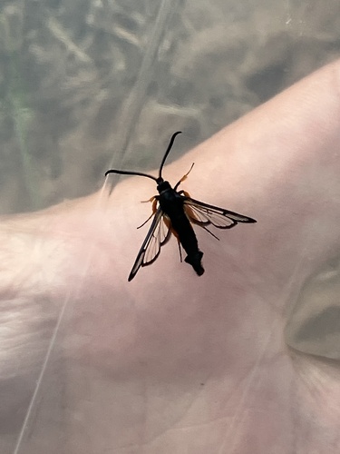 Synanthedon fulvipes photo 2