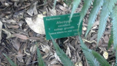 Alectryon excelsus grandis