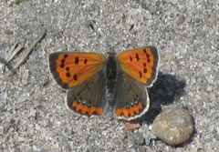 Lycaena phlaeas hypophlaeas