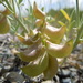 Geyer's Milkvetch - Photo (c) Matt Lavin, some rights reserved (CC BY-SA)