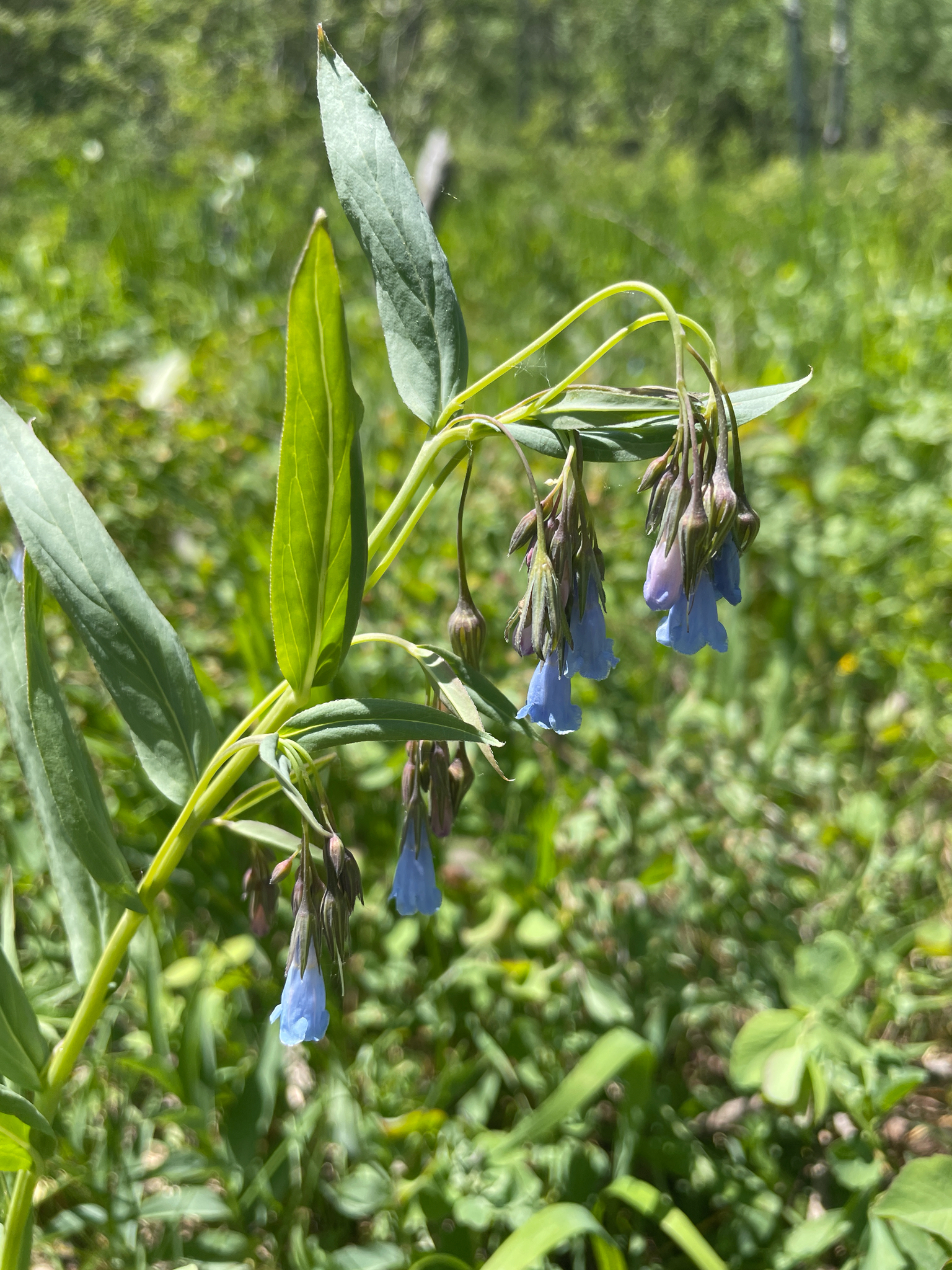 Aspen Bluebells (Mertensia arizonica)