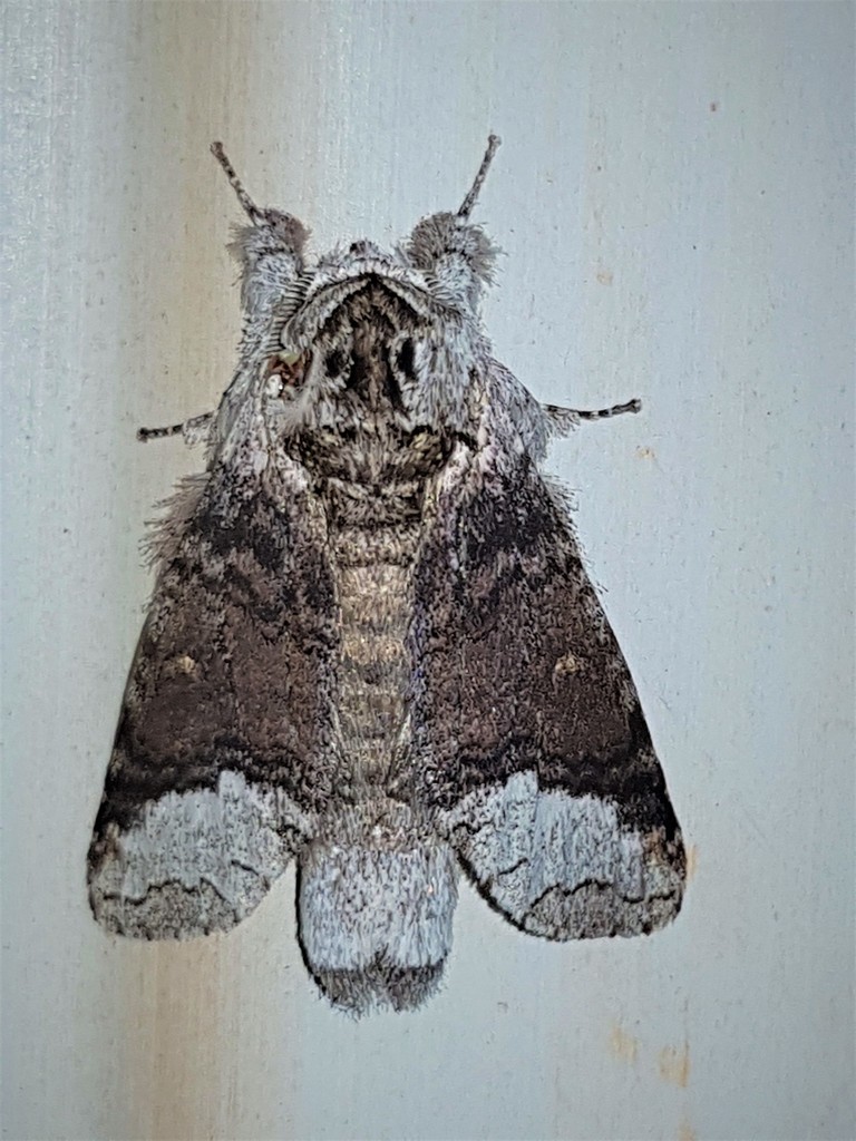 Hemipecteros