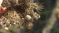 Ancyrosoma leucogrammes