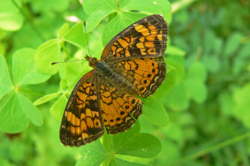Pearl Crescent photographed in New Hampshire