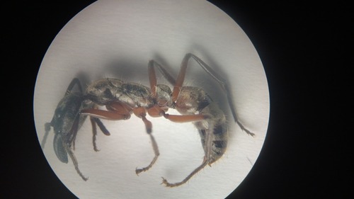 Neoponera zuparkoiNeoponera zuparkoi