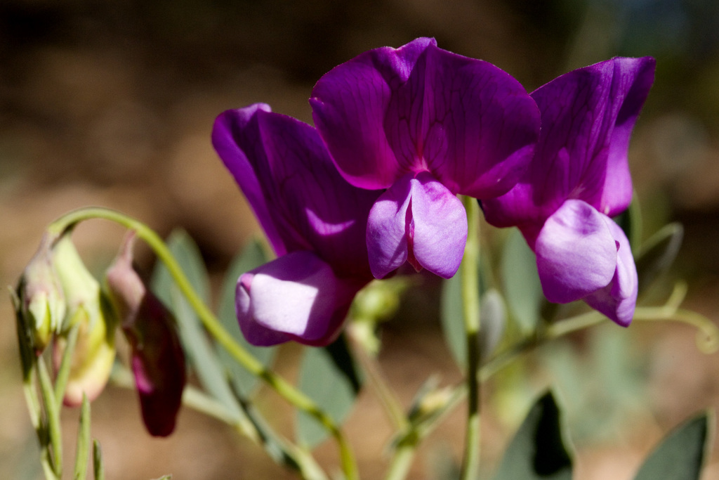 Bush vetchling