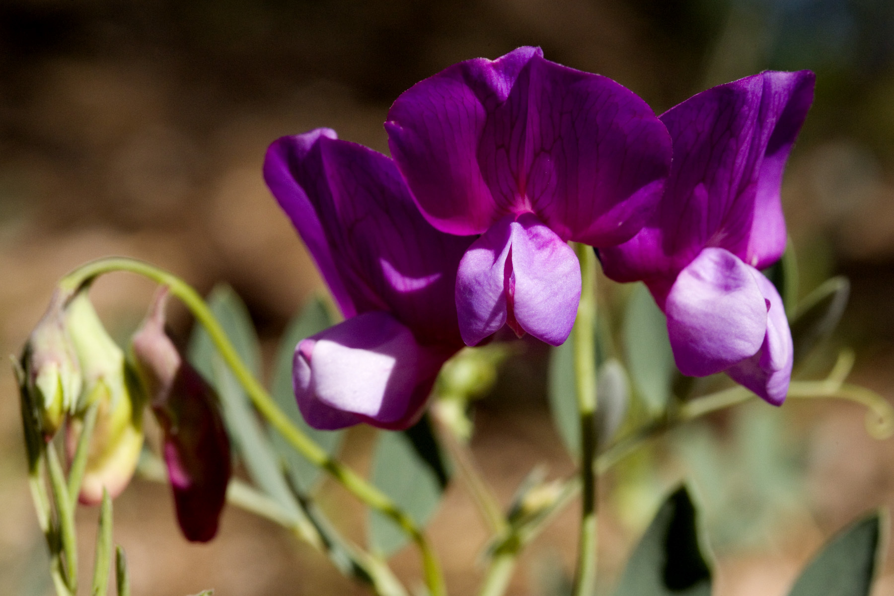 Lathyrus eucosmus
