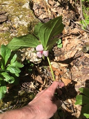 Trillium vaseyi