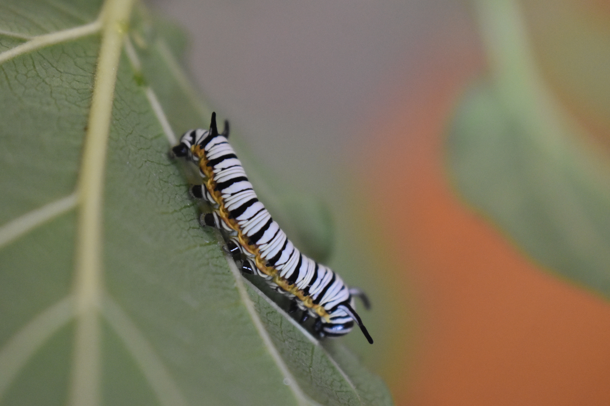 Blue Tiger