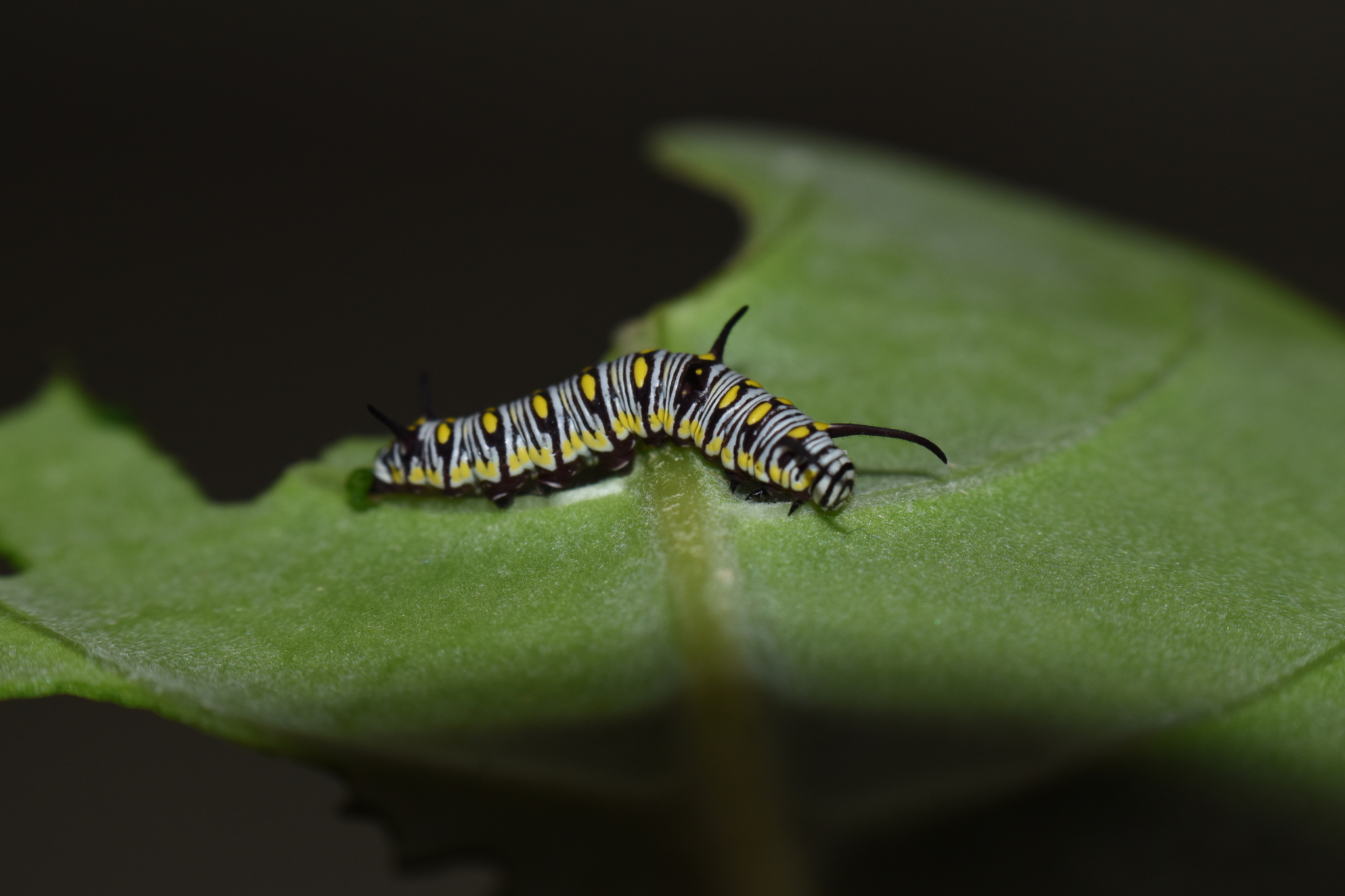 Plain Tiger