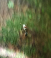 Camponotus sexguttatus