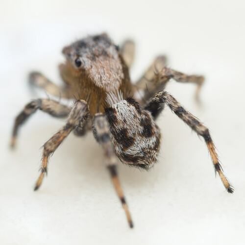 Flea Jumping Spider