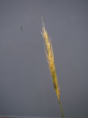 Hordelymus europaeus