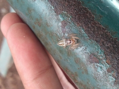 Araneae