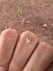 Araneae