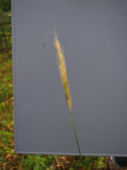 Hordelymus europaeus