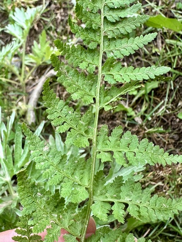 Cystopteris filix-fragilis iNat (2)