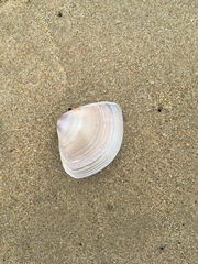 Austromactra rufescens