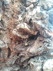 Araneae