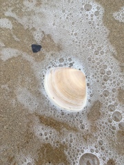 Austromactra rufescens