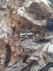 Araneae