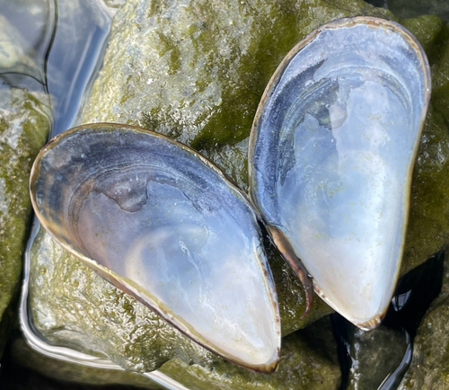 Mytilus edulis