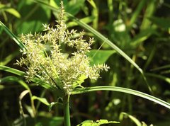 Cyperus exaltatus